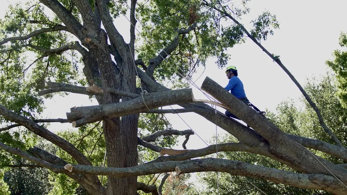 Professional Crown Thinning performed by certified arborists in Randlett